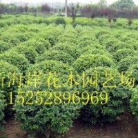 木槿幼苗木槿小苗木槿價格木槿產(chǎn)地