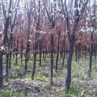 安徽肥西低價(jià) 紅葉李/香樟/紫薇/烏桕