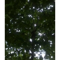 供應(yīng)毛白楊、107楊、國(guó)槐、白蠟、臭椿、柳樹(shù)、金葉榆、北欒、合