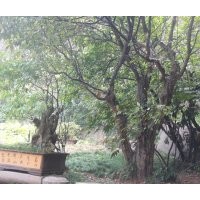 55公分、50公分、40公分木瓜供應(yīng)