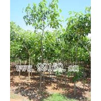 供應(yīng)紅花風(fēng)鈴木