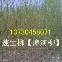 河北省速生柳、河北省速生柳價格、河北省速生柳基地