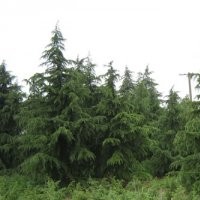 直銷:雪松、蜀檜、紅葉石楠等多種喬灌木