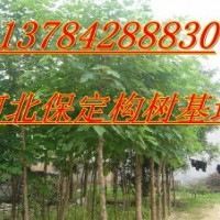 河北構樹、河北構樹價格、河北構樹基地