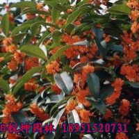 江蘇精品桂花價(jià)格咨詢服務(wù)