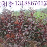 中華太陽李，中華太陽李子苗