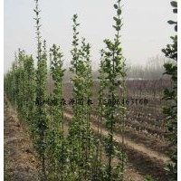 供應(yīng)各種規(guī)格北海道黃楊 1-4米北海道黃楊 黃楊小苗 冠幅大