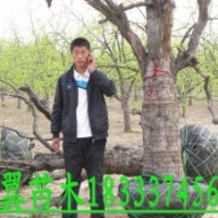 大規(guī)格棗樹