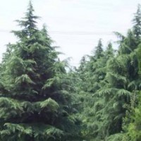 南京維華苗圃場-雪松基地雪松直銷