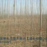 大量供應(yīng)1-3米高速生白蠟【2號】