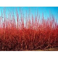 直銷各種綠化苗木金葉女貞、紅葉小檗、龍柏、蜀檜、雪松、銀杏、