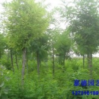 處理：8-9公分刺槐