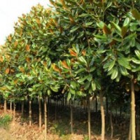 廣玉蘭價格報價【南京市浦口區(qū)元譽苗圃