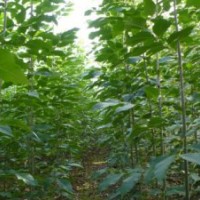 供應(yīng)速生白蠟小苗、速生國(guó)槐小苗、速生法桐小苗