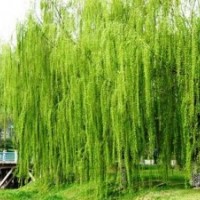 大量供應(yīng)北京青垂柳 垂柳