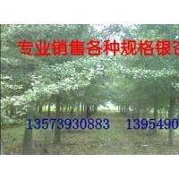 四川白果樹銷售銀杏樹供應(yīng)商