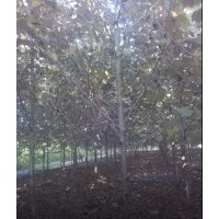 出售速生法桐 白蠟 國(guó)槐