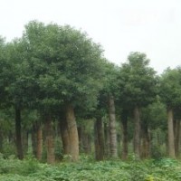 供應各種規(guī)格香樟