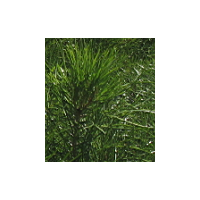 供應(yīng)20-40cm油松，帶營(yíng)養(yǎng)杯