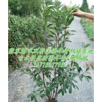 長期批量供應(yīng)法國冬青 珊瑚樹苗木