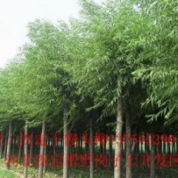 苗木火炬樹(shù)、速生柳、竹柳、金絲柳、垂柳、饅頭柳、漳河柳、柳樹(shù)