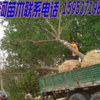 國槐、白蠟、合歡基地