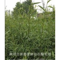 供應(yīng)四川正宗優(yōu)質(zhì)竹柳基地