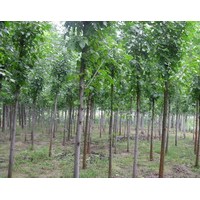 供應(yīng)速生白蠟工程苗。青垂工程苗。北欒小苗，等