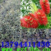 紅千層苗 多花紅千層苗 紅千層樹(shù)苗 紅千層小苗 美花紅千層苗