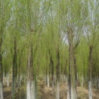 15公分到18公分20公分金絲垂柳價(jià)格 范圍運(yùn)城20公分垂柳價(jià)格