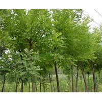 苗木基地垂槐，黃金槐，龍爪槐，木瓜，紅葉李