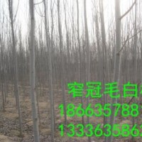 毛白楊 國(guó)槐 速生柳 1 07