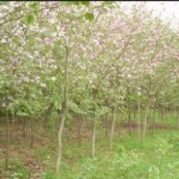 我村1000畝1-6分洋紫荊紅花羊蹄甲黃槐秋楓藍花楹--紅花夾竹桃柳