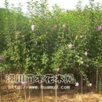 供應(yīng)木槿，木槿價(jià)格，獨(dú)干木槿，紅花木槿，潢川木槿基地