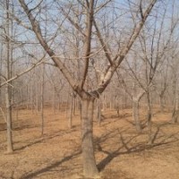 20公分嫁接銀杏對行情說了"不'