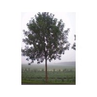 國(guó)槐法桐白蠟 綠化用樹