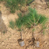 供應(yīng)核桃苗 紫穗槐 核桃苗價格