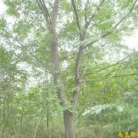 安徽肥西供應大規(guī)格榔榆 樸樹 欒樹 烏桕 三角楓 紫薇 馬褂木 香