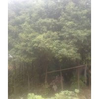 供應(yīng)湖北香樟，廣玉蘭，欒樹，大葉女貞等綠化苗木