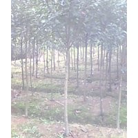 紅葉石楠，香樟