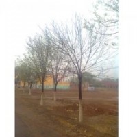 國槐樹 8公分國槐樹