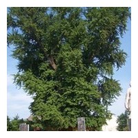 常年供應20公分實生銀杏樹2600元1棵歡迎咨詢。