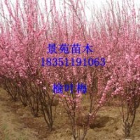 榆葉梅批發(fā)/榆葉梅直銷