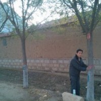 大量供應(yīng)6--25公分白蠟 5--30公分國槐 刺槐 速生楊 柳樹 合歡