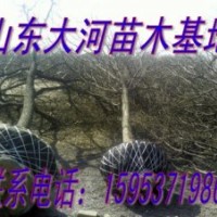 供應(yīng)國槐小苗