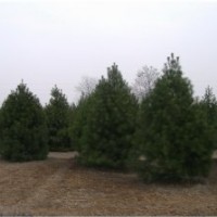 現(xiàn)有大量白皮松、華山松、油松出售
