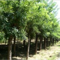 供應(yīng)：全冠國槐價(jià)格