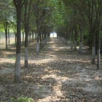 大量低價供應8-30公分國槐