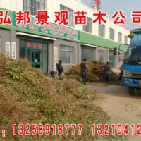 特價(jià)供應(yīng)速生白蠟苗速生國(guó)槐苗