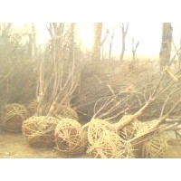 供應(yīng)青桐、杜仲、山茱萸